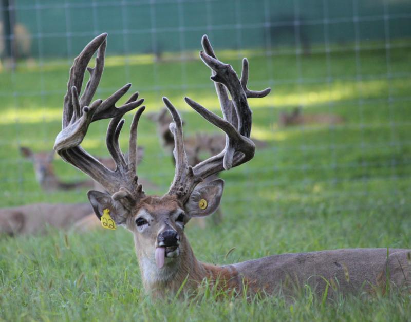 Corporate America enjoy Trophy Louisiana whitetai deer hunting at it's